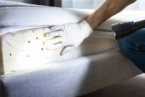 Best Flea Control Services  in Butler, OH
